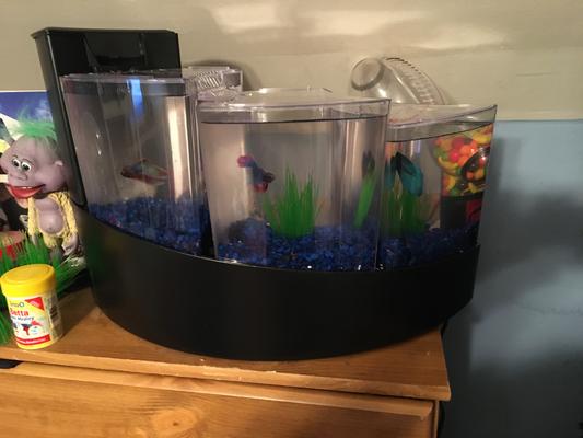 Aqueon betta hotsell falls kit