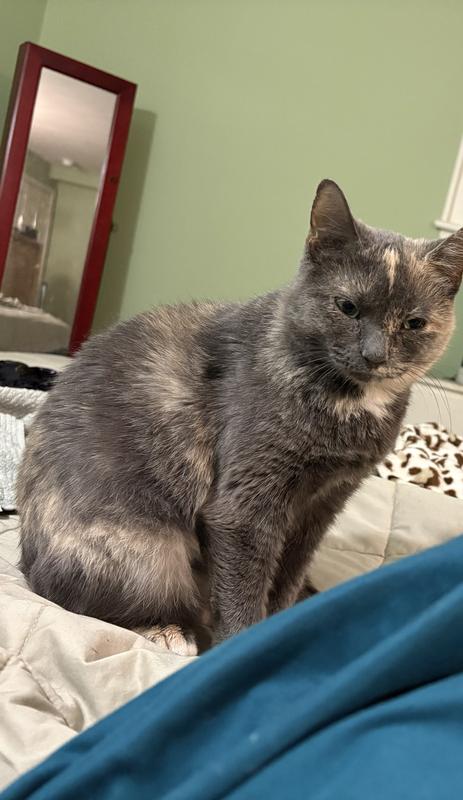 Fun loving at 7.  Adopted recently.