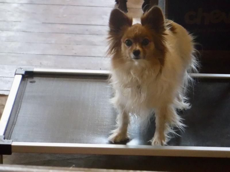Mattie-Kate, a Papillon, loves perching on the Titanest Dog Bed.