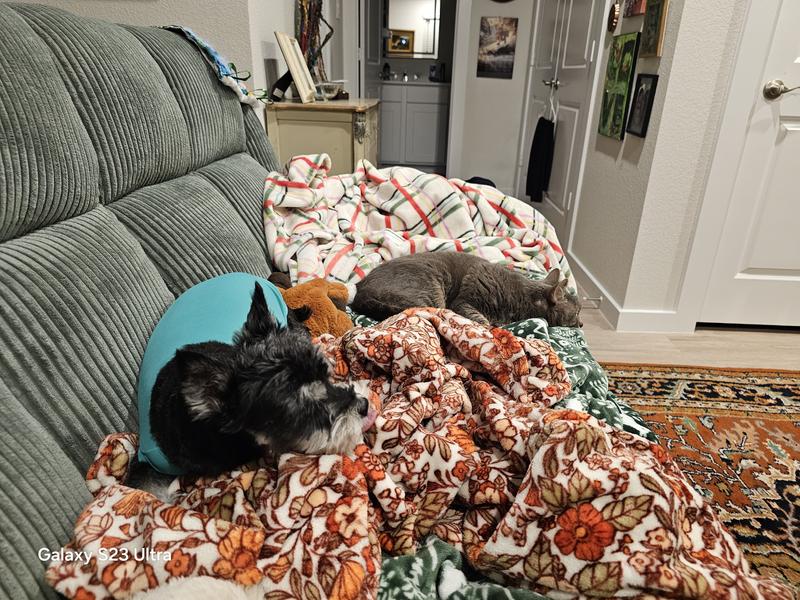 Lil Bit and Little Kitty