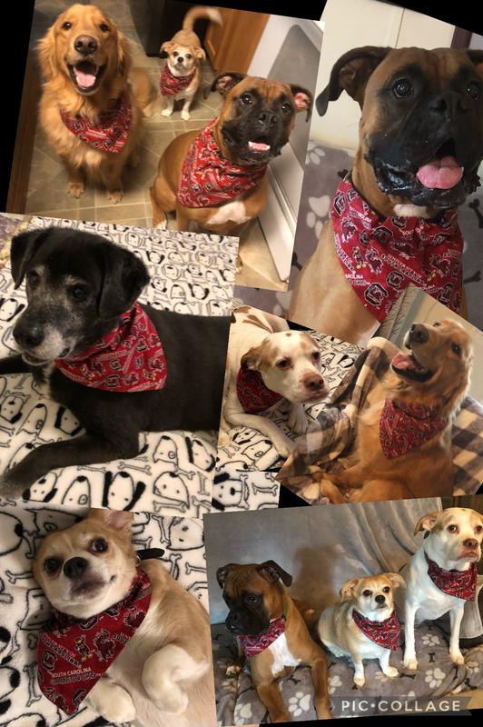 My lil fresh breath Pups