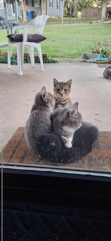 My outside kitties