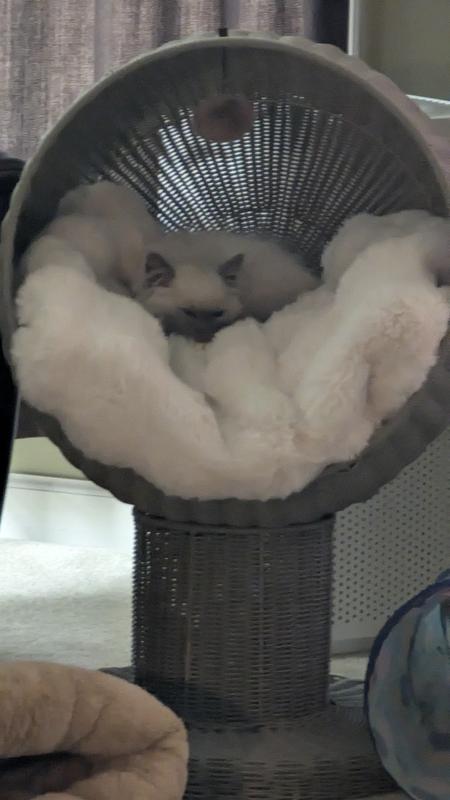 The Refined Feline Kitty Ball Cat Bed