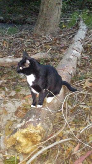 Skip getting in shape, out on his daily walk with my kitties.