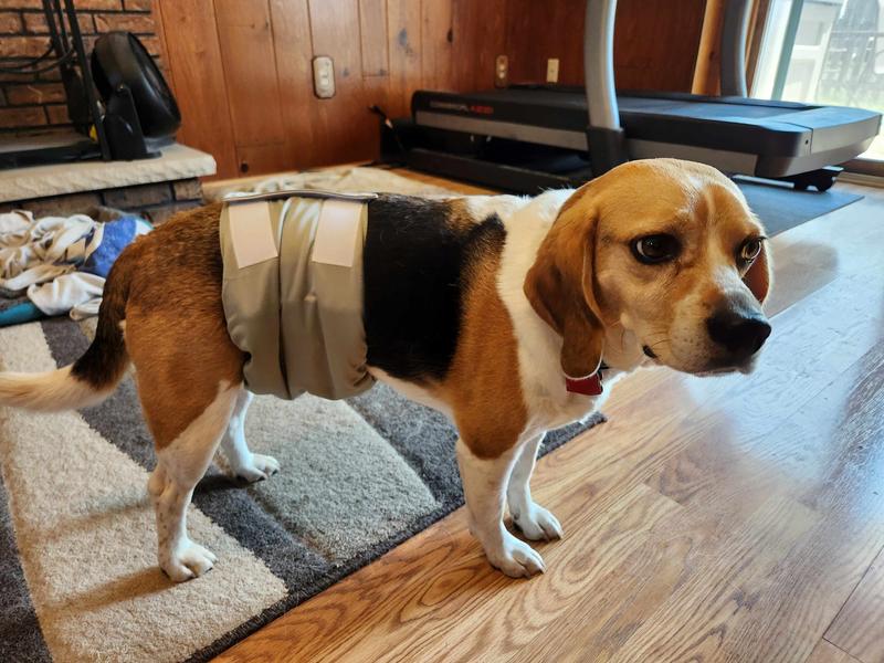 Snug fit. He is not impressed, he is potty trained!