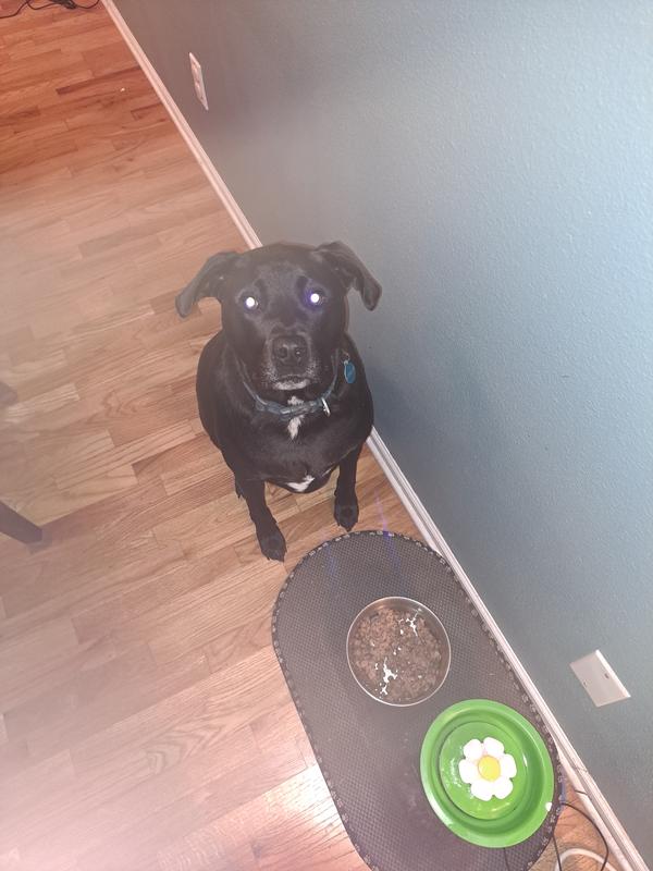 Patiently waiting for dinner