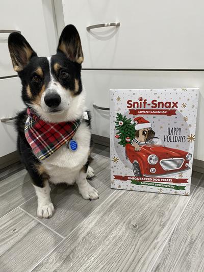 Reggie loves his Advent calendar!!