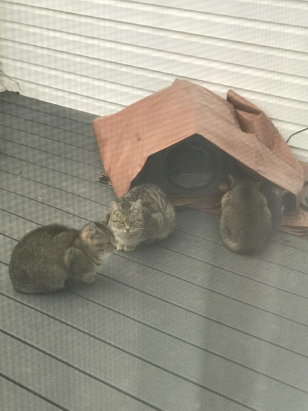 My new residents🤷‍♀️