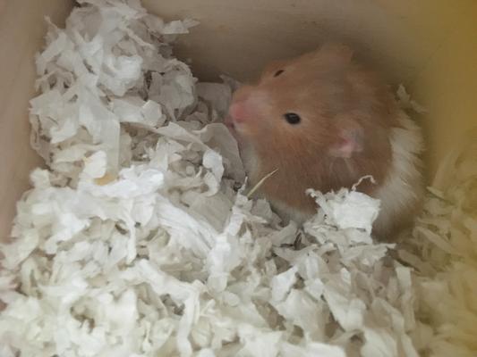 Pea loves her new bedding!
