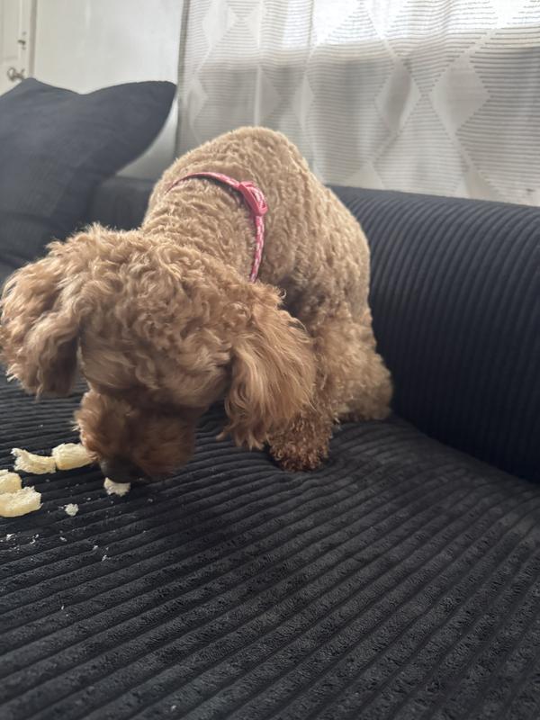 Broken up is when she ate it.