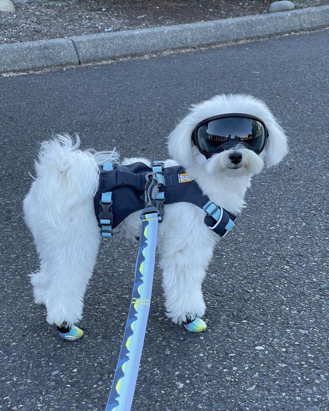 REX SPECS V2 Dog Goggles, Coyote, Large - Chewy.com