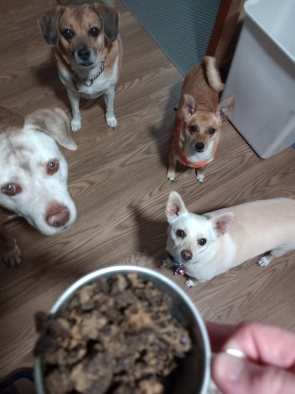 My fur family members anxiously awaiting dinner