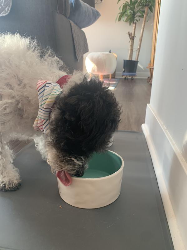 He licked the bowl clean. Something he doesn’t normally do!
