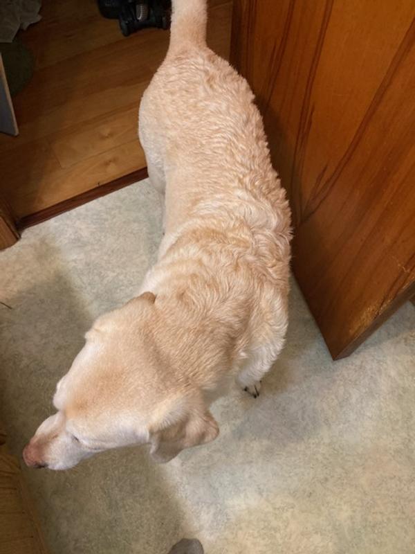 Inside, getting dried off. Fur looks and feels super clean.