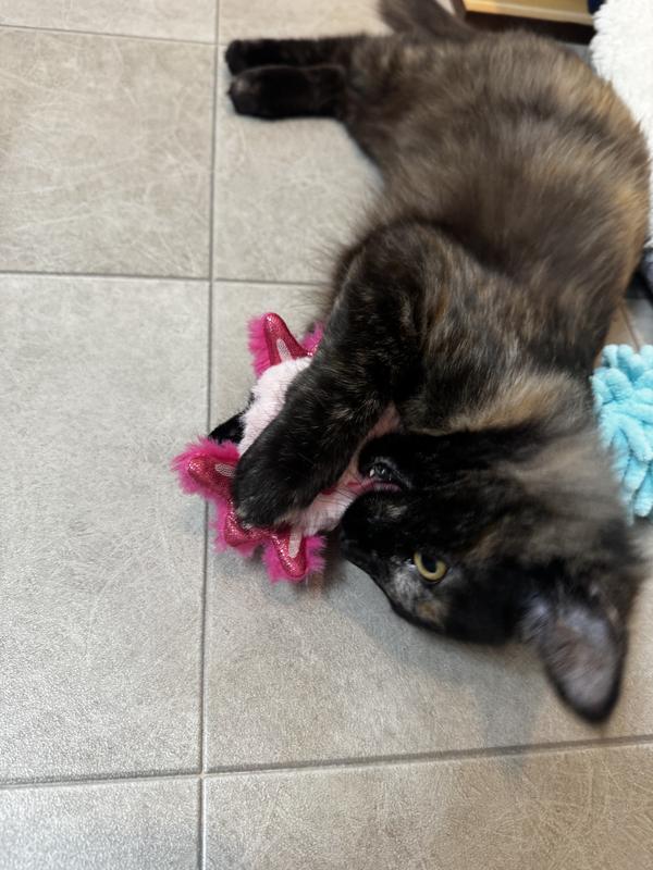 Tortoiseshell kitten chewing on pink axolotl.