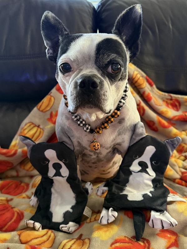 Great for all Bostie lovers