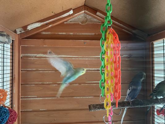 Bird hole, created by chewing, top center apex, covered from the outside.