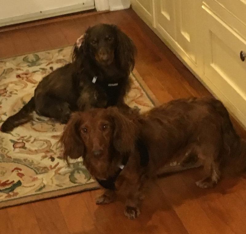 My fur babies waiting for their meal