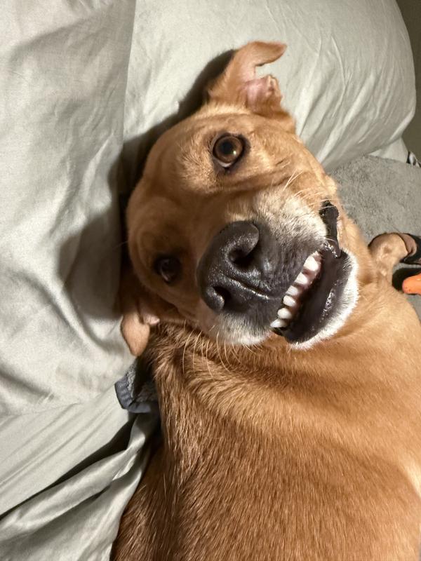 Maggie smiling at me ❤️