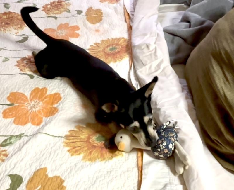 Kimchi with his new baby