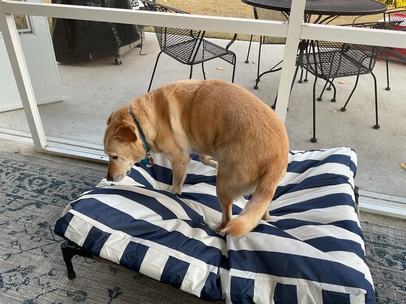 She won’t lie down or stay on it