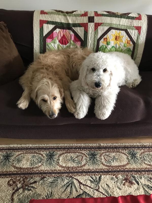 Henry and Heidi