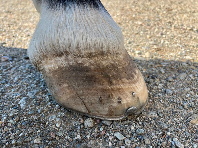 quarter crack, inside