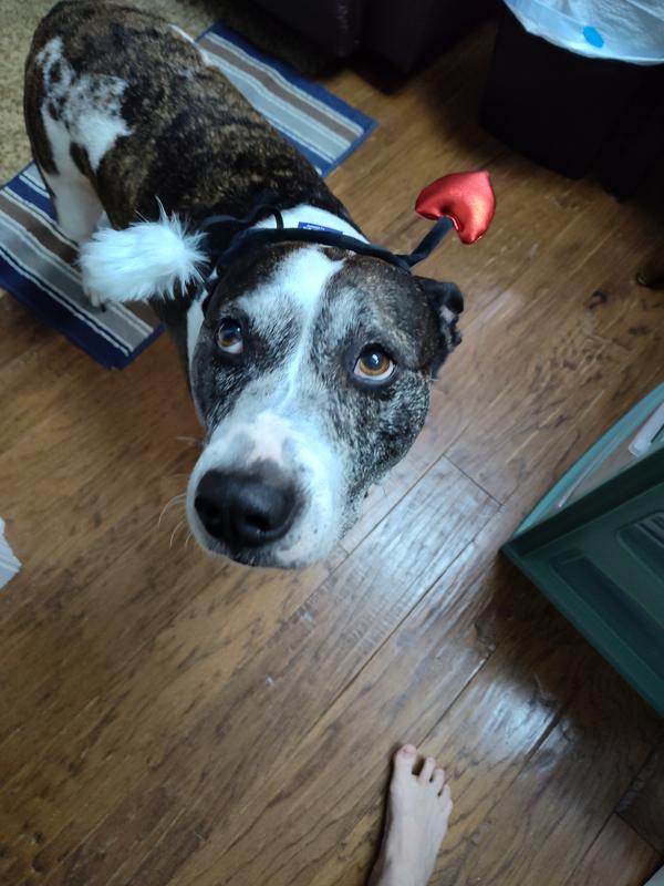 Harley couldn't wait to get it off his head.