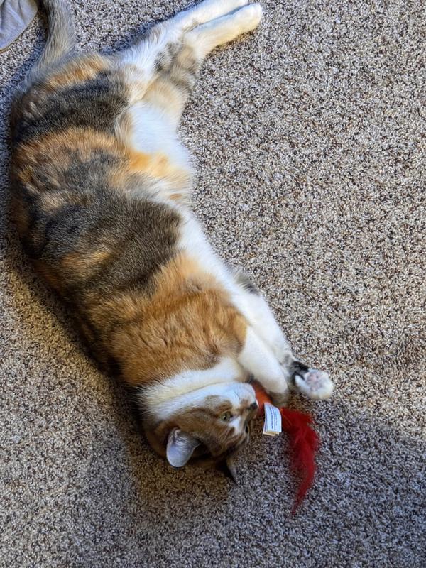A calico cat playing with a small orange stuffed shrimp with a feather tail