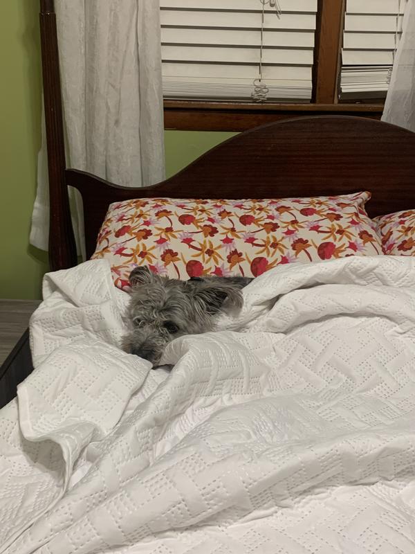 Baxter having a siesta