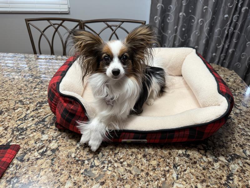 6 lb papillon loves it!