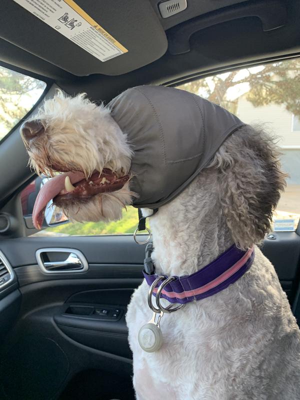 Happy calm passenger