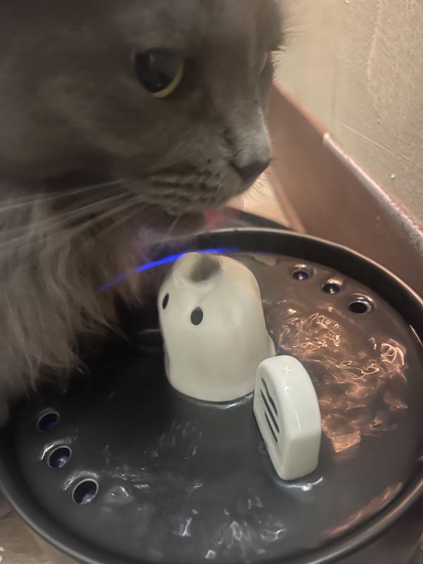 Happy hydrated kitty