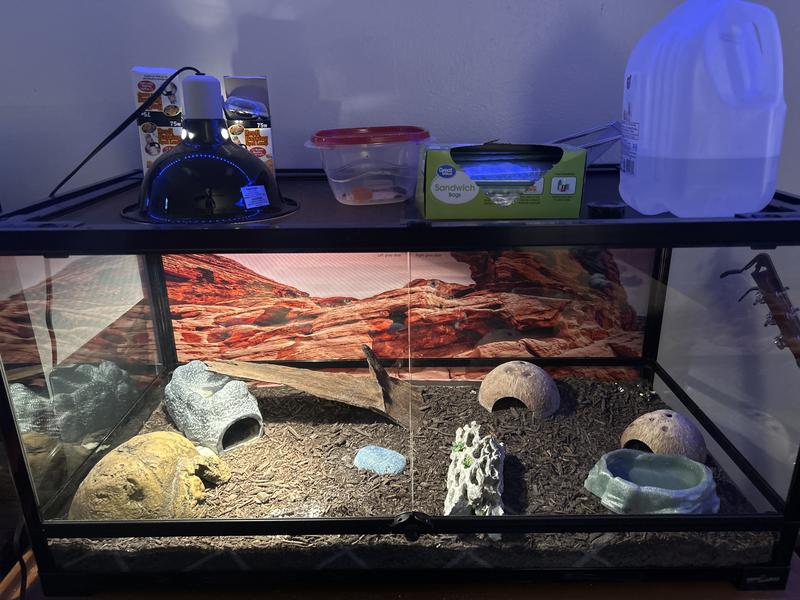 Great upgrade for leopard gecko!
