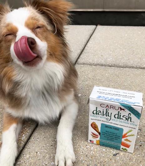 @lucy_the_toy_aussie tongue of approval