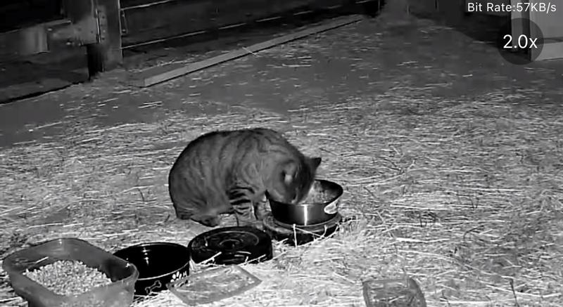 Brutus Bronson our barn cat loves his Salmon Bites!