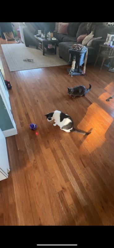 Wish we upload videos. That would show alllll of the fun they had!