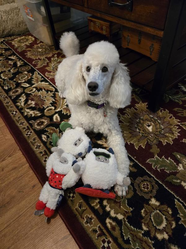 This is the Miniature Poodle with the Yeti toys.