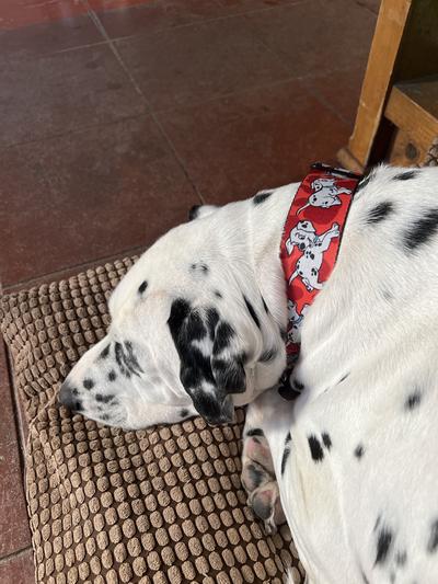 Lucas on Sunday morning