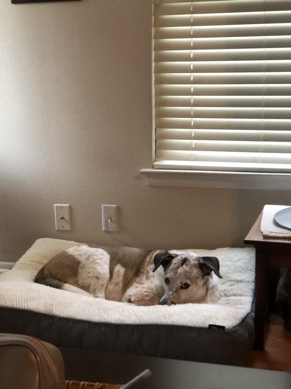 FRISCO Plush Pillow Cat & Dog Bed w/ Removable Cover, Beige, Large