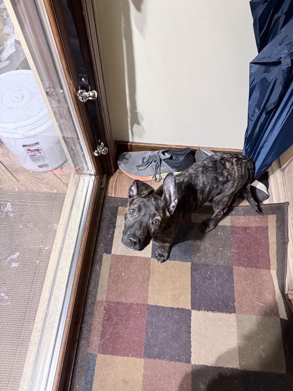 Waiting by the door after ringing her bells!