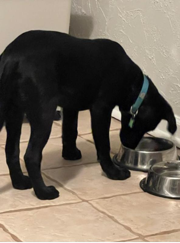 Surprised he at all his food.  it was so good