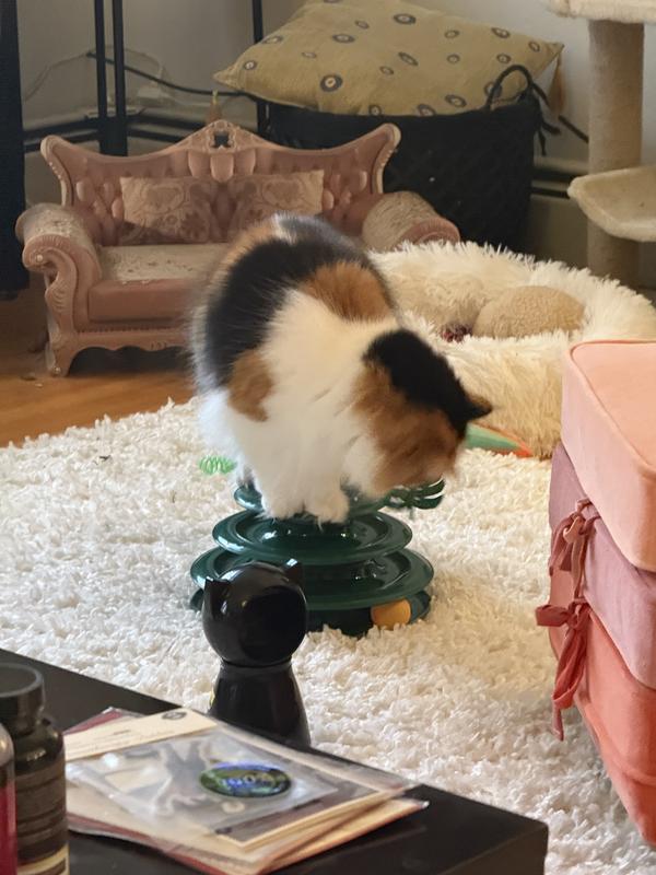 FRISCO Bee & Leaf Cat Tracks Cat Toy with Catnip - Chewy.com