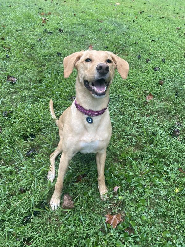 Medium tag on a 40 lb dog