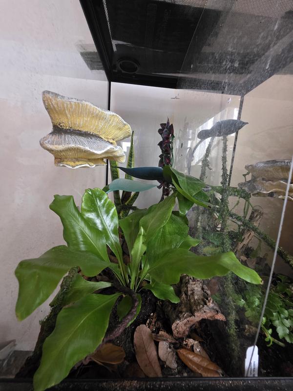 Bioactive set up with ledge