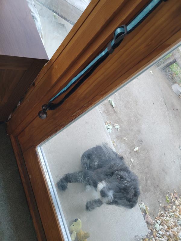 COACHI Toilet Dog Training Bells, Navy