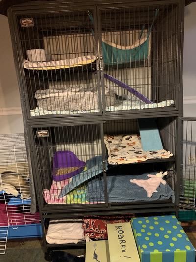 ideal ferret cage setup