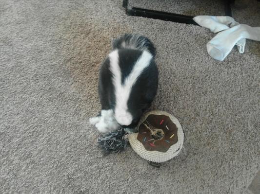MARSHALL Carnivore Plus High Protein Grain Free Ferret Food