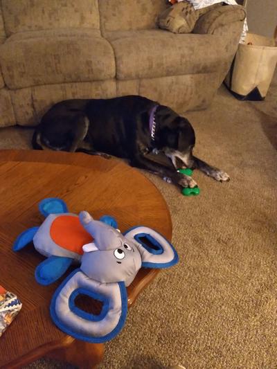 Polly loves her toys and her food