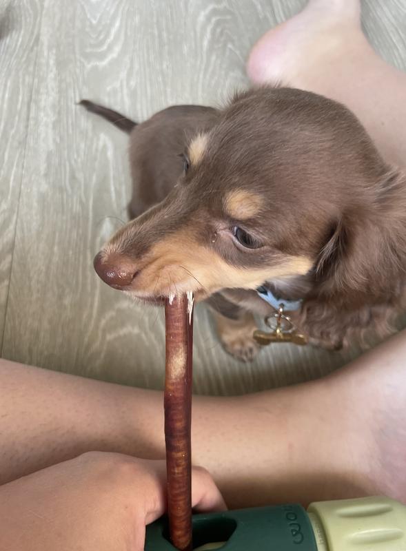 Murray's very first bully stick!